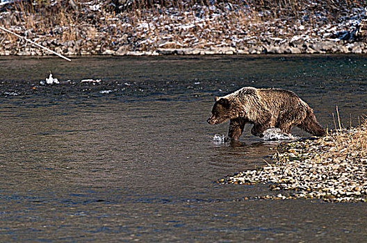 大灰熊,棕熊,捕鱼,枝条,河,生态,自然保护区,育空地区,加拿大