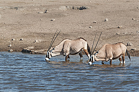 南非大羚羊,羚羊,两个,成年,动物,喝,水坑,埃托沙国家公园,纳米比亚,非洲