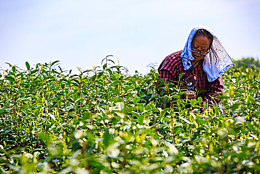 采茶,茶叶,茶场,采摘,春茶