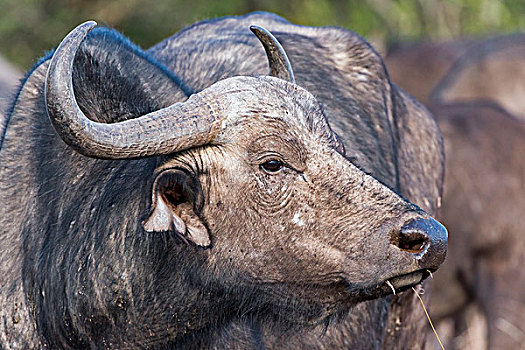 南非水牛,头像,自然保护区,肯尼亚,非洲