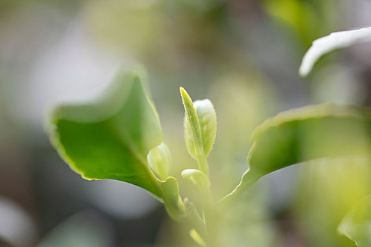 杭州西湖龙井茶园嫩茶新茶特写