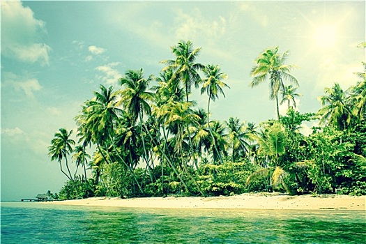 热带海岛,棕榈树,海滩