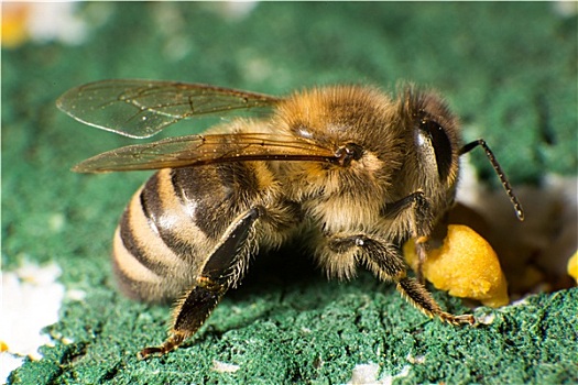 特写,照片,蜜蜂,生物群