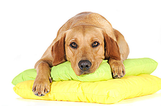 黄色拉布拉多犬,母狗,躺着,两个,枕头