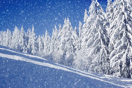 冬天,地点,积雪,树,雪,天气,概念