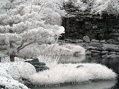 树,日式庭园,美国