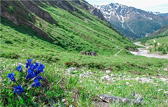 花,阿尔卑斯山,夏天