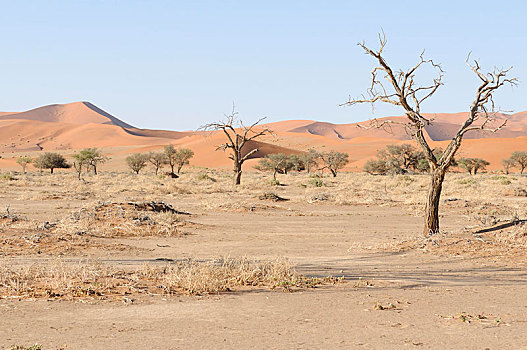 沙丘,风景,索苏维来地区,山谷,纳米布沙漠,纳米比沙漠,公园,纳米比亚,非洲