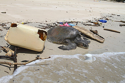 死,橄榄龟,太平洋丽龟,海滨,塑料制品,垃圾,巴拿马,中美洲
