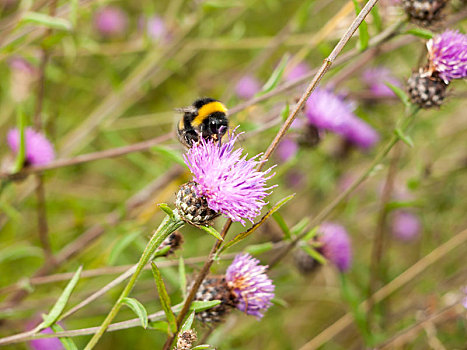 一个,蜜蜂,特写,粉色,蓟属植物