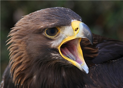 新疆金雕新疆金雕矛隼,隼,猎鹰,猛禽,飞行,飞,落基山脉,美国,北美南美