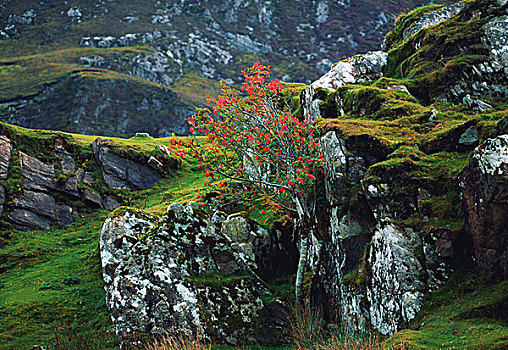 多纳格,爱尔兰,花楸树