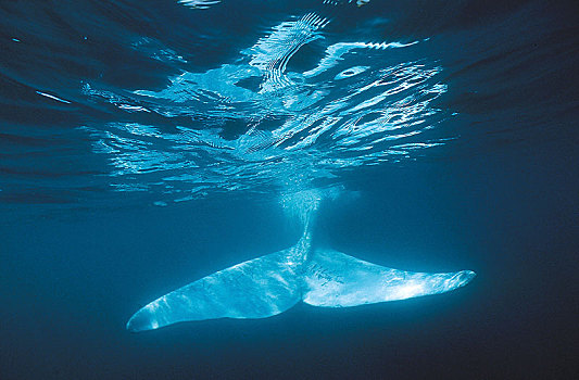 鲸尾叶突,水下,表面,南露脊鲸,瓦尔德斯半岛,巴塔哥尼亚,阿根廷,南美