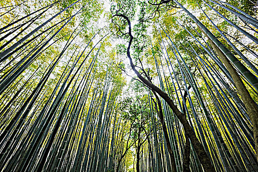 竹林,京都,京都府,关西地区,本州,日本