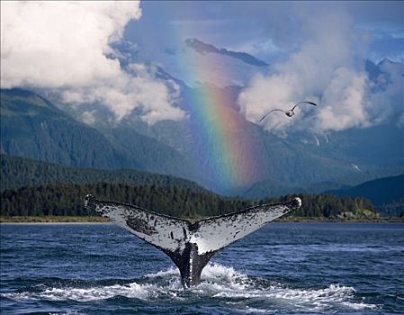 驼背鲸,展示,鲸尾叶突,阿拉斯加,东南部,夏天,合成效果
