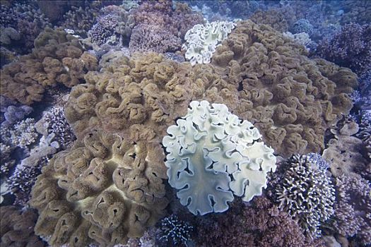 蘑菇,软珊瑚,菲律宾,太平洋