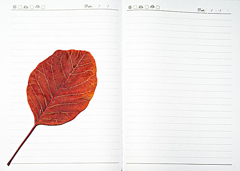 枫叶红叶红枫树叶日记本