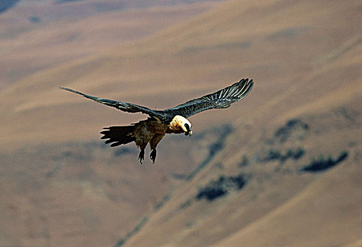 胡兀鹫,飞行,南非