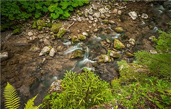 溪流,石头,植被