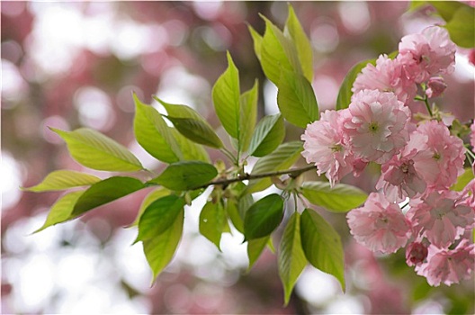 粉花,树