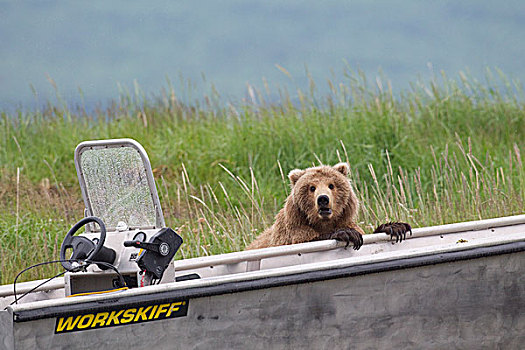 大灰熊,棕熊,调查,汽艇,溪流,秋天,阿拉斯加