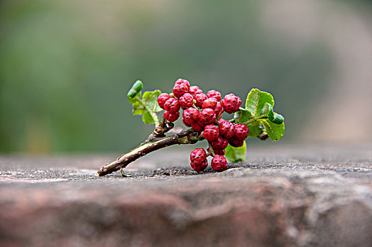 新鲜花椒