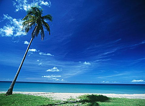 自然风光,沙滩,棕榈树