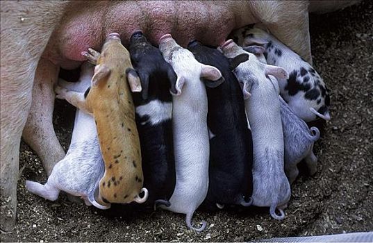 母猪,哺乳,小猪,小动物,哺乳动物,宠物,农业,动物