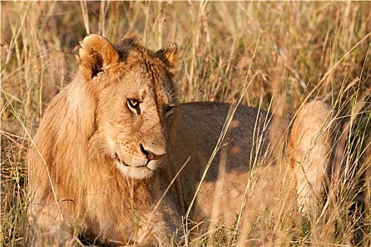 雄性,非洲狮,麦赛-玛拉国家公园,肯尼亚