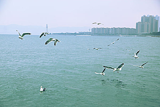 水面上的海鸥群
