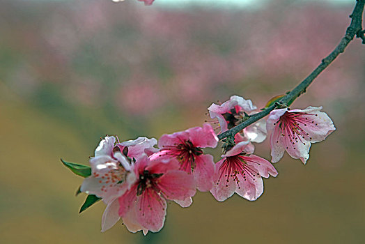 桃花,桃园,春天,耕地,花朵,俯拍,原野,土地,种植,果树,经济作物,果农,劳动,劳作,机械化,辛苦