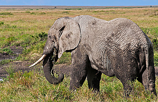 坦桑尼亚,塞伦盖蒂,吃,洗,靠近,水,塞伦盖蒂国家公园,旅游,野生动物