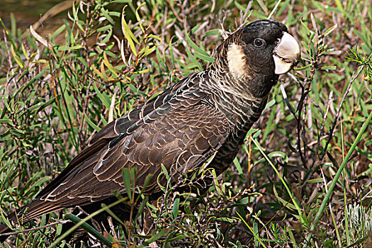 黑色,美冠鹦鹉,雌性,进食,灌木,佩思,西澳大利亚州,澳大利亚