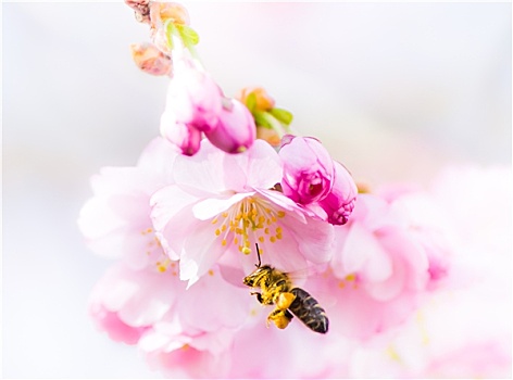 蜜蜂,飞,粉色,樱花