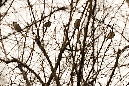 鸟,树上,纽约