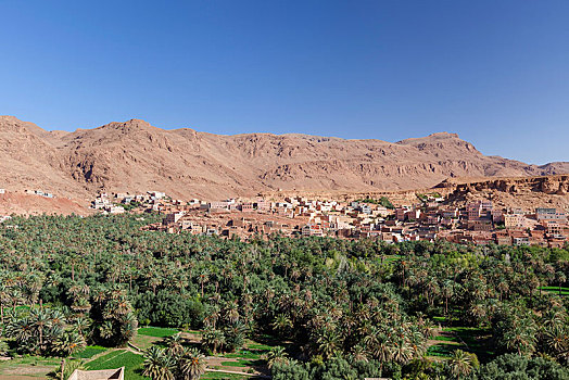 德拉河谷,小树林,乡村,南方,摩洛哥