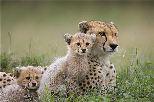 印度豹,猎豹,母兽,8-9岁,星期,老,幼兽,马赛马拉,自然保护区,肯尼亚