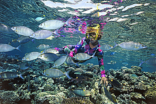 潜水者,女人,游泳,上方,彩色,珊瑚,礁石,河豚,马尔代夫,印度洋,亚洲