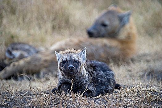 斑鬣狗,幼仔,马赛马拉,肯尼亚,非洲