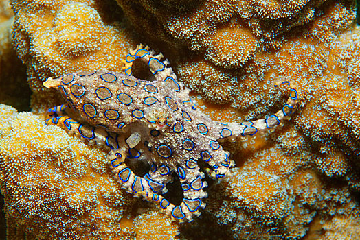 章鱼,有毒,布那肯岛,国家公园,苏拉威西岛,西里伯斯海,印度洋,印度尼西亚,亚洲
