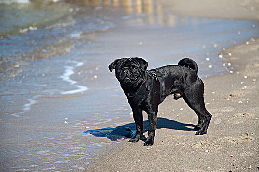 黑色,哈巴狗,站立,海滩