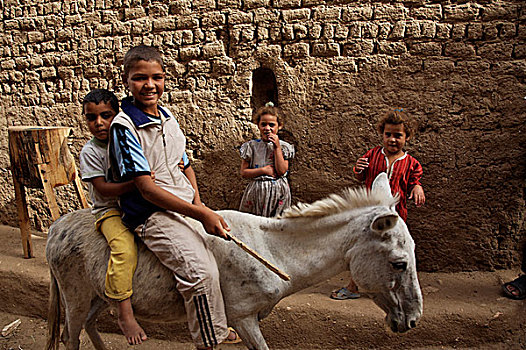 男孩,驴,乡村,公里,北方,城市,地区,埃及,六月,2007年