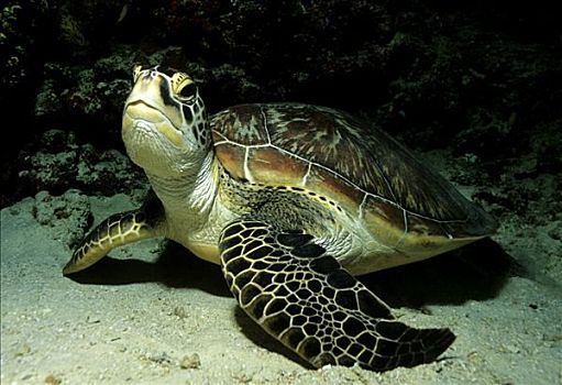 绿海龟,龟类,环顾,阿曼,阿拉伯半岛,中东,印度洋