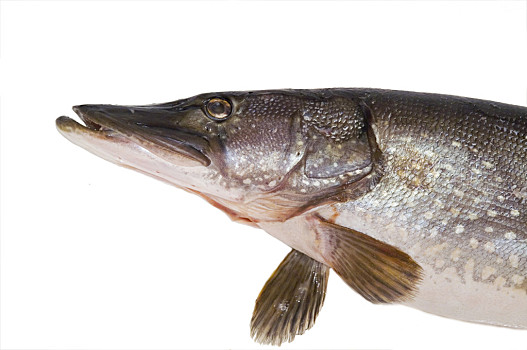 手鍊或磨粉珠海長隆海洋王國水族館的鯊魚魚,鰓鱒魚,鰓小龍蝦,鰓搶購