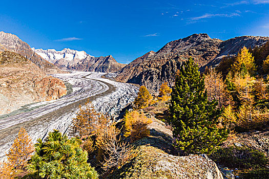 秋天,落叶松,冰河,少女峰,伯尔尼阿尔卑斯山,瑞士