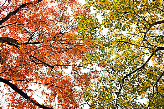 秋叶,中央公园,纽约