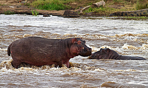 河马,河,马赛马拉,野生动植物保护区,肯尼亚