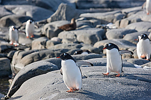 巴布亚企鹅,跑,岩石上,南极