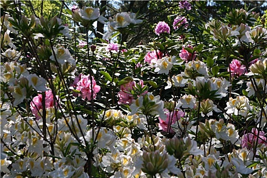 杜鹃花属植物