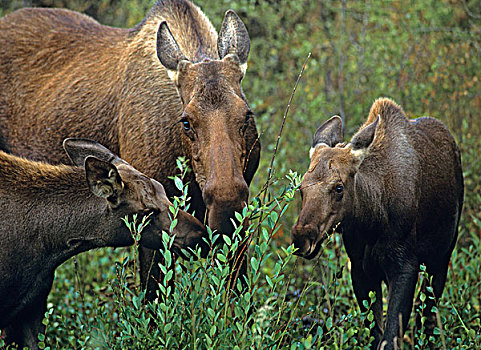 阿拉斯加,驼鹿,母亲,幼兽,浏览,靠近,安克里奇